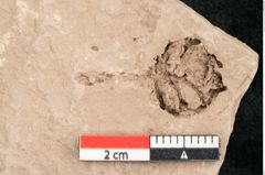 Foto (Detailansicht) von Taxodium distichum miocenicum Heer (NHMW-GEO-2024-0188-6406)